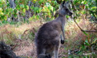 kangourou stradbroke island
