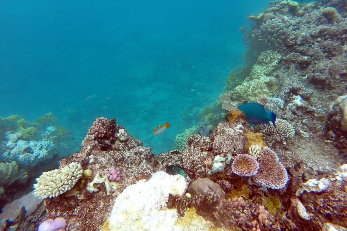 Barrirère-de-corail-avec-poisson-peroquet-Cairns-Australie