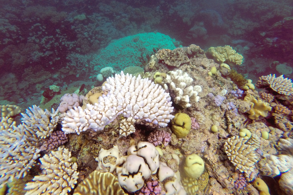 Barrière-de-corail-coraux-en-tige-Cairns-Australie