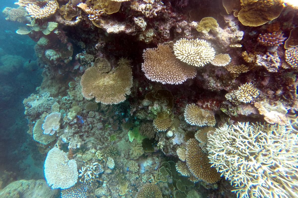 Barrière-de-corail-profond-Cairns-Australie