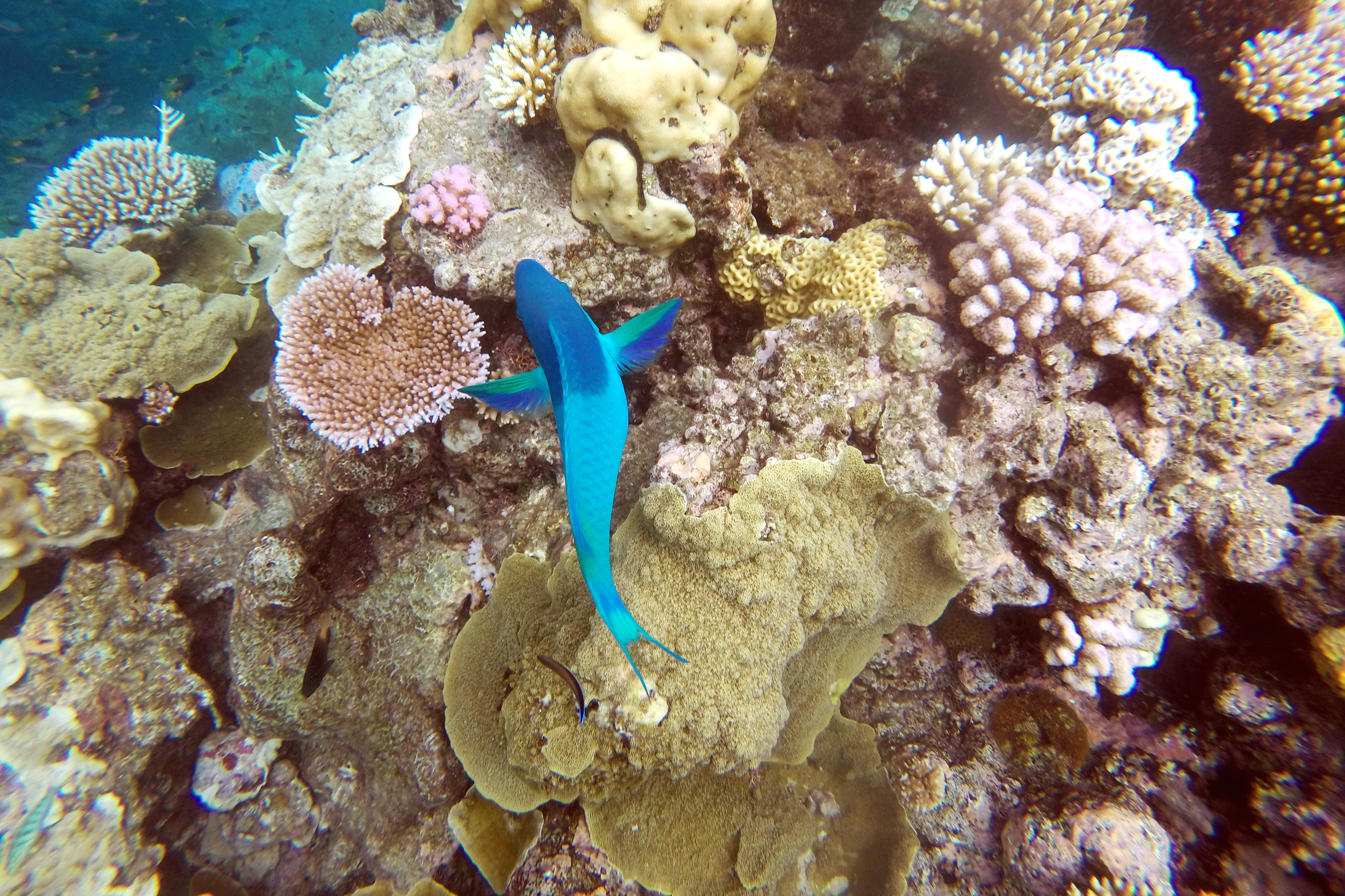 Barrière-de-corail-vu-de-haut-avec-poisson-peroquet-Cairns-Australie