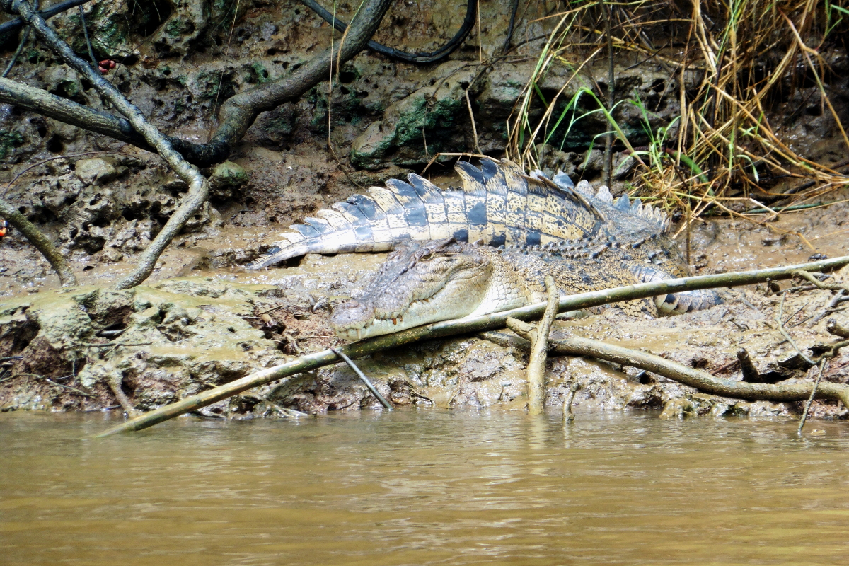 Crocodile Cairns Australie
