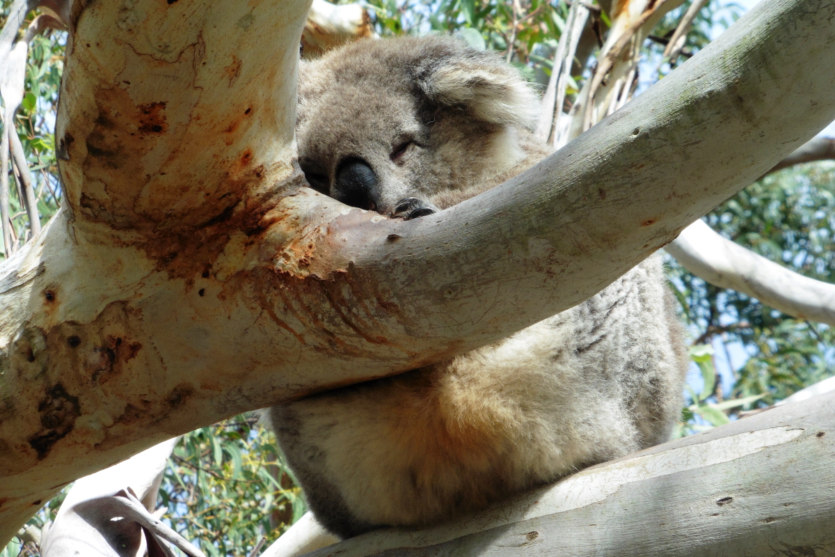Koala endormi Phillip Island Australie