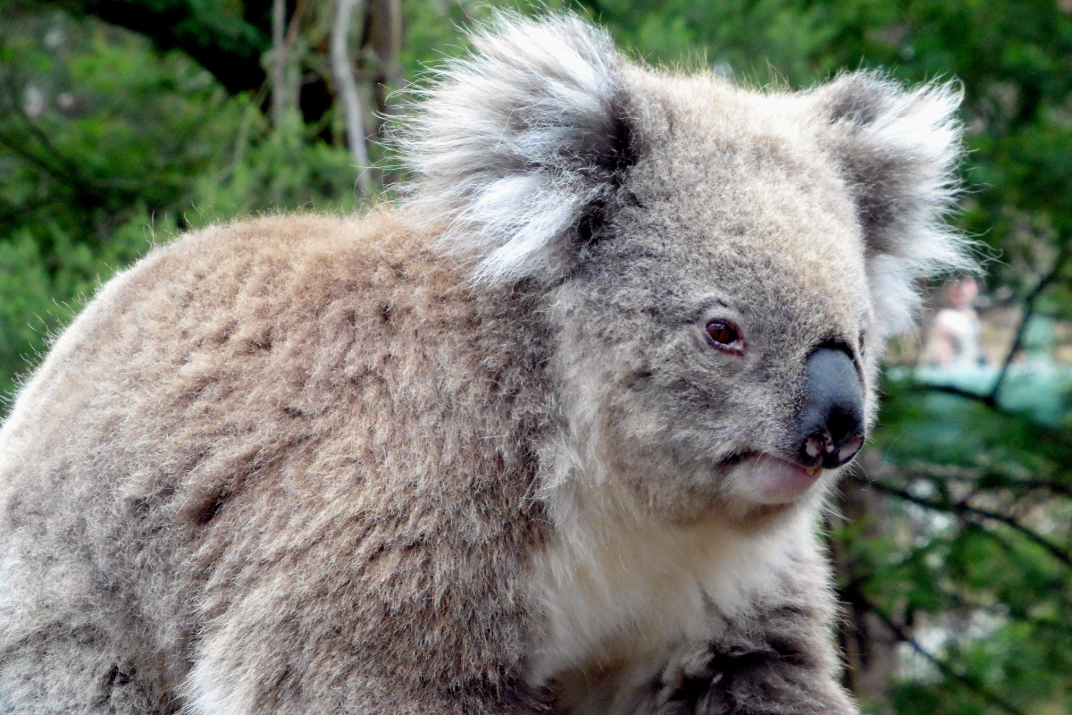 Koala éveillé Phillip Island Australie