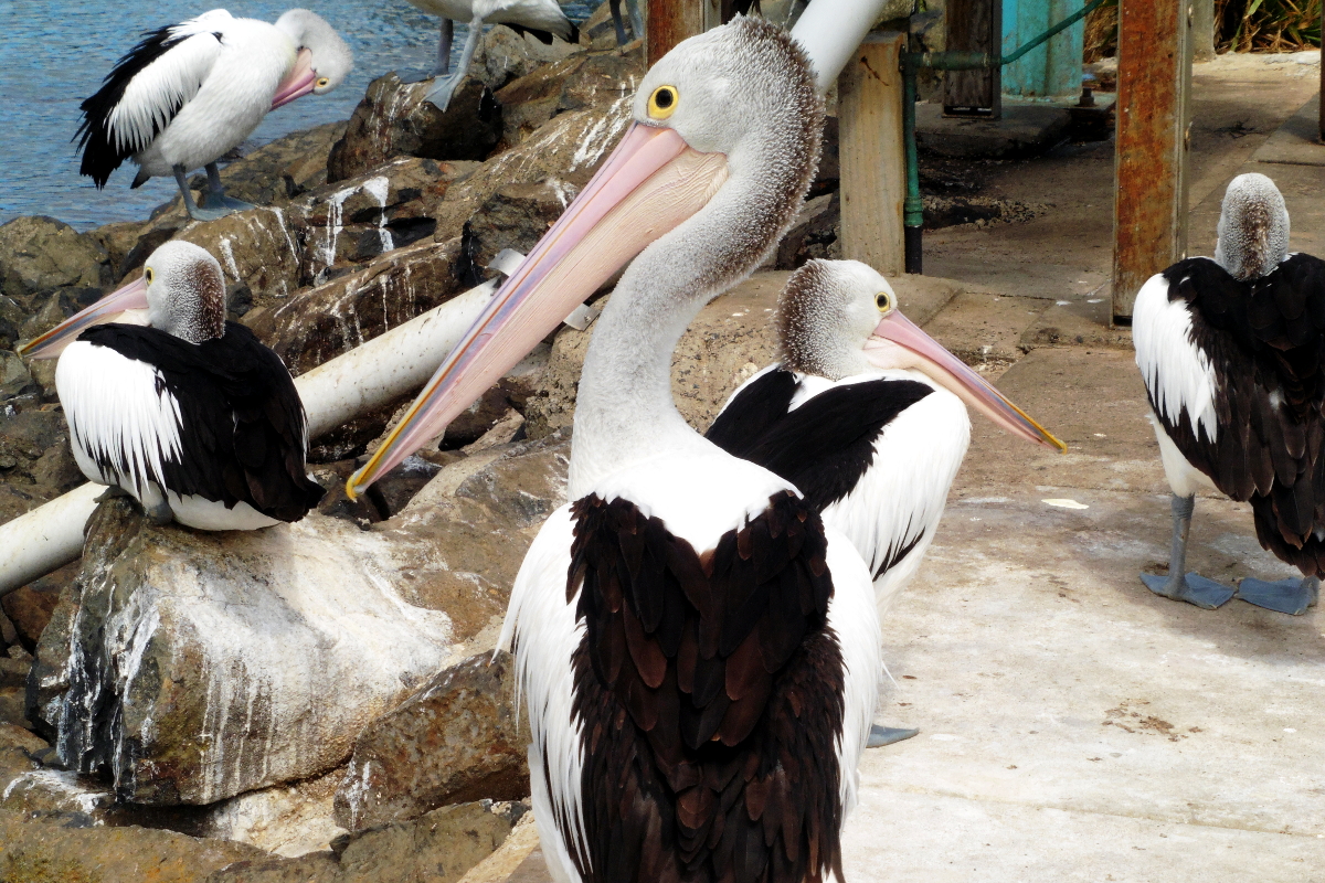 Pelicans Phillip Island Australie