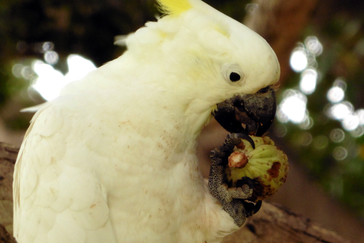 perroquet Australie