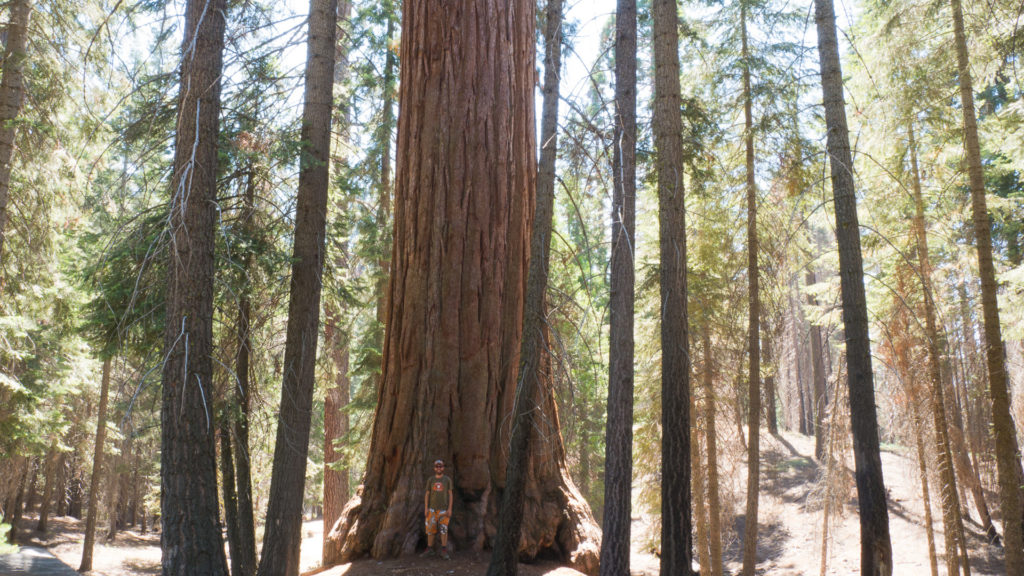 Parc Séquoia Californie