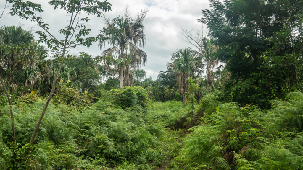 Jungle vers El Mirador Guatemala