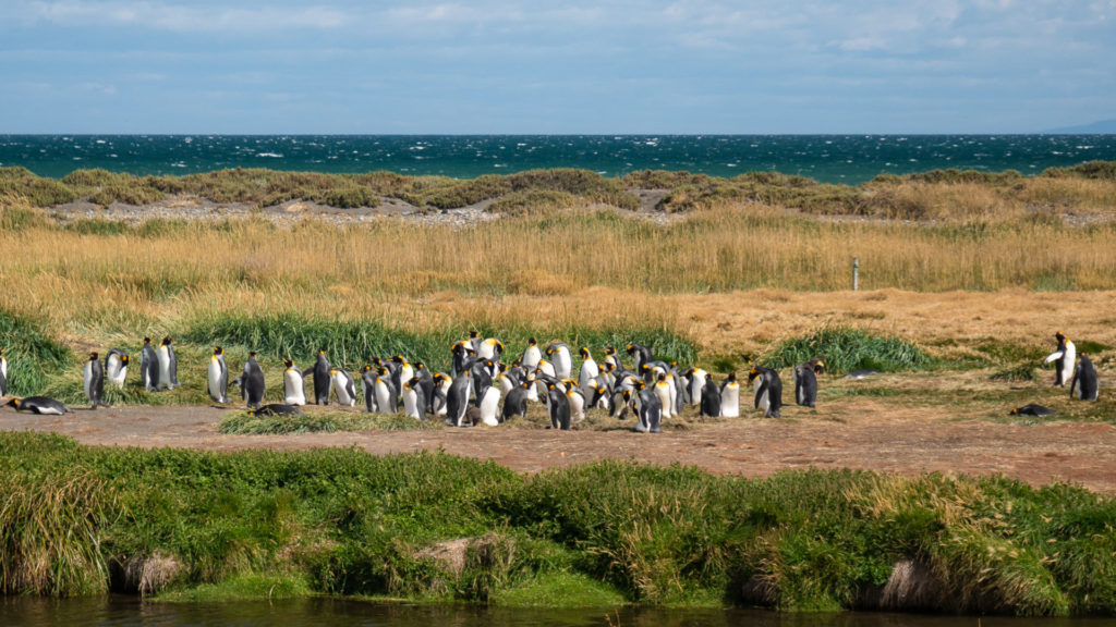 Pingouins Royaux Punta Arenas