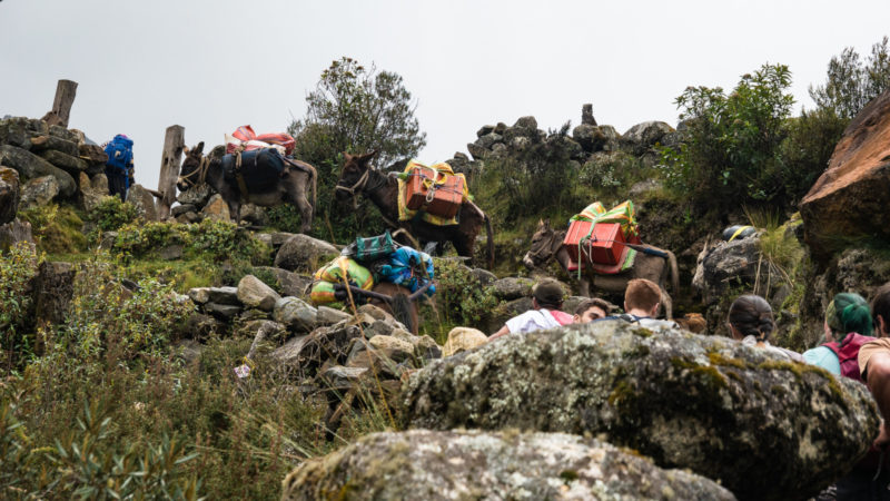 Mules durant le trek santa cruz Huaraz Pérou