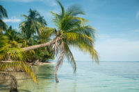 San blas palmier plage
