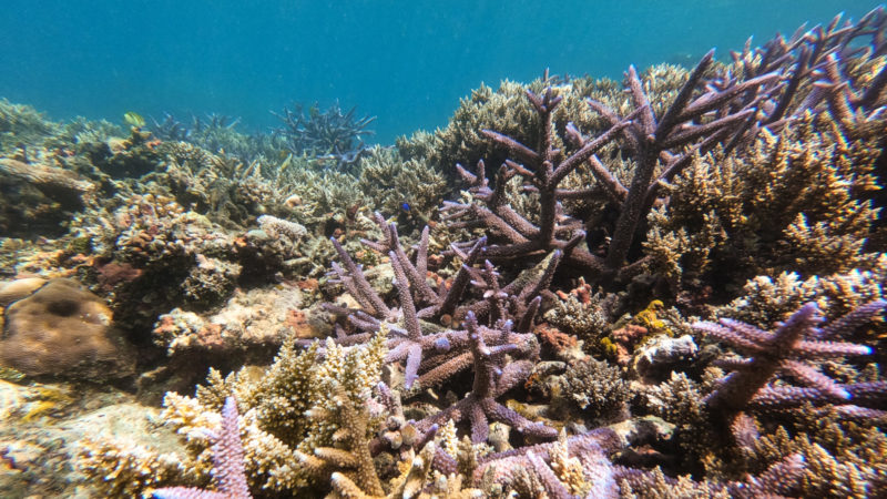 Coraux en snorkeling Korovou Fidji